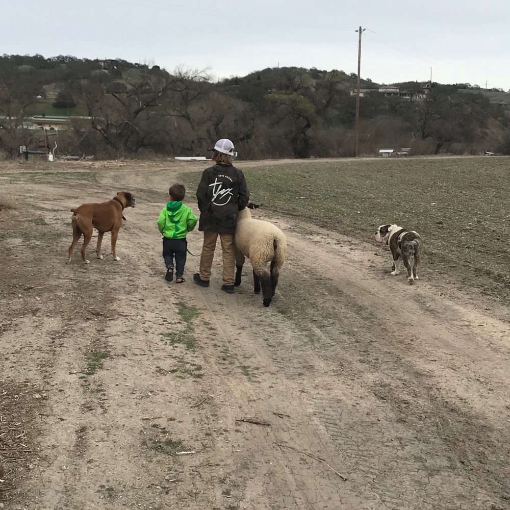 Meet your Posher, Remy - Picture 6 of 8